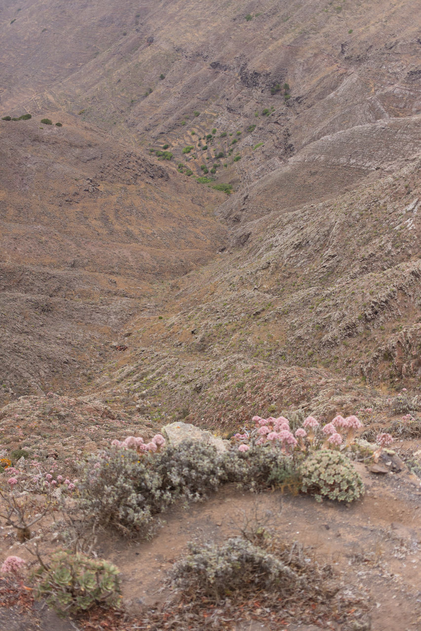 SCENIC VIEW OF TREE ON DESERT