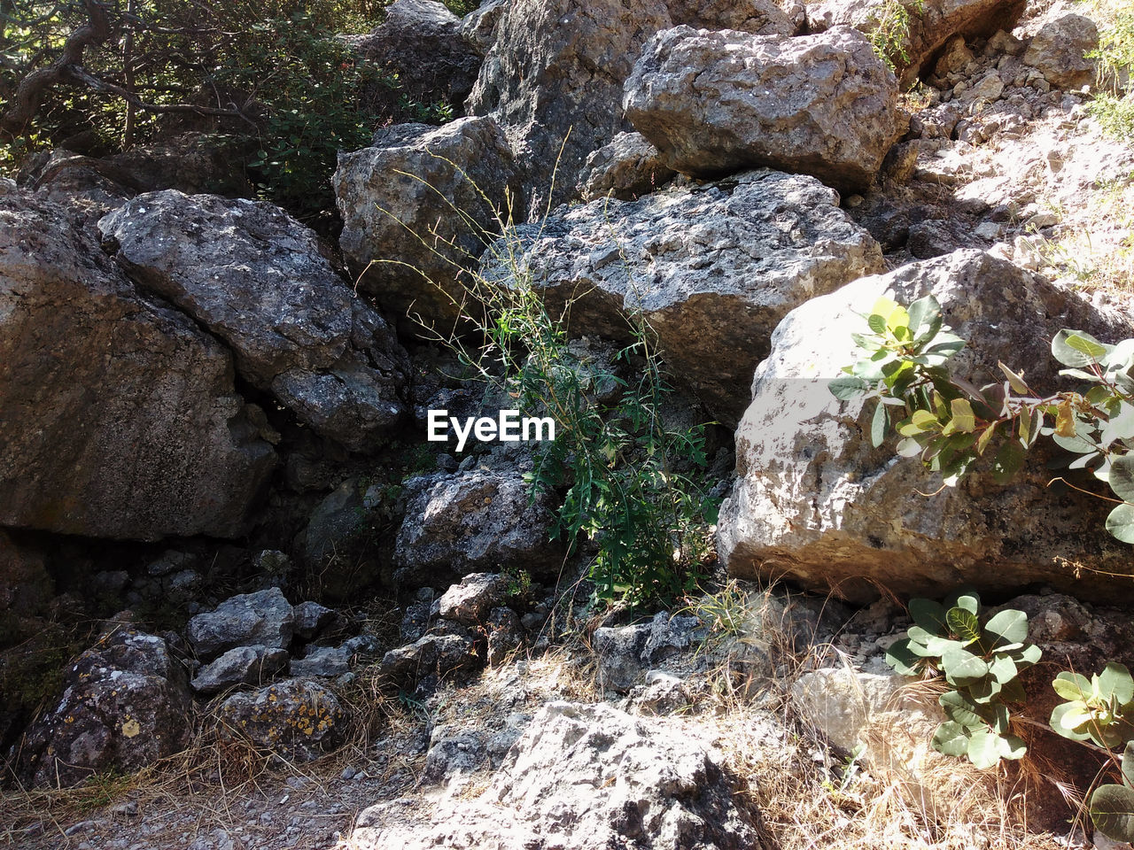 HIGH ANGLE VIEW OF ROCK IN FOREST