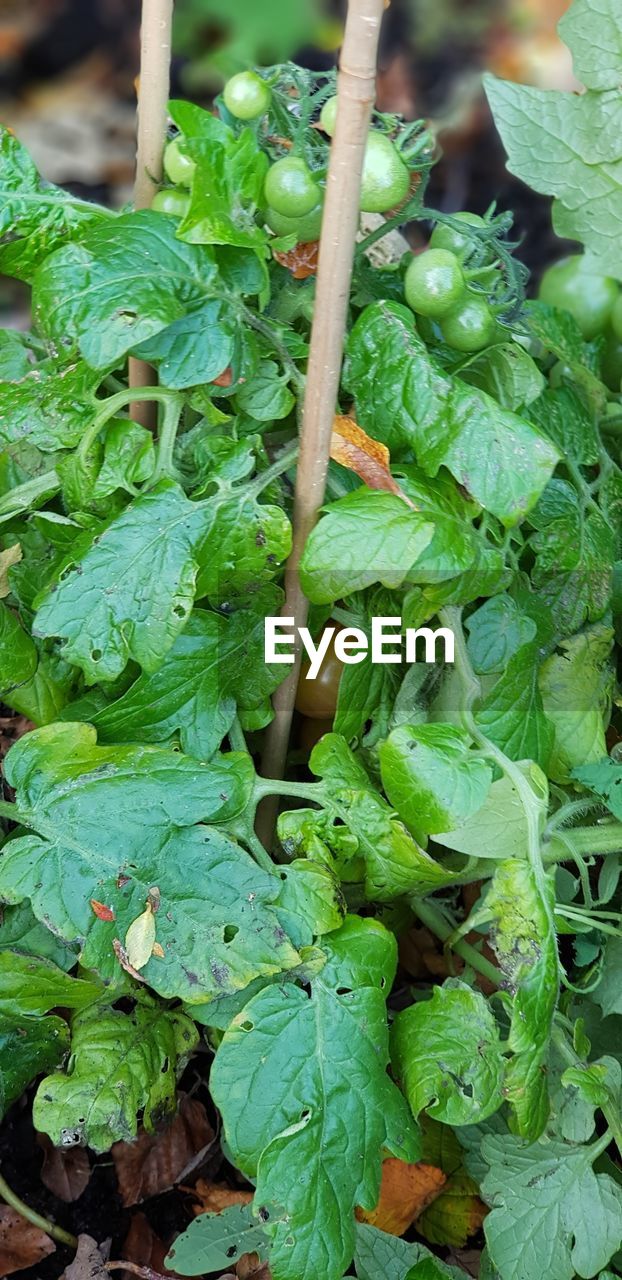 HIGH ANGLE VIEW OF LEAVES IN MARKET