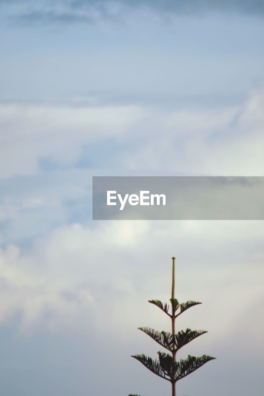 LOW ANGLE VIEW OF A BIRD ON A TREE