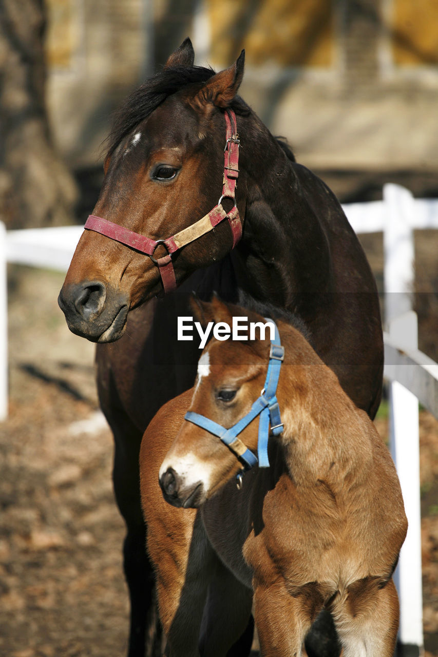 CLOSE-UP OF HORSE ON FIELD