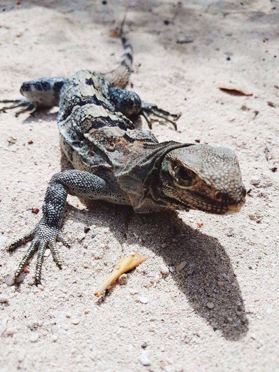 CLOSE-UP OF CRAB ON BEACH