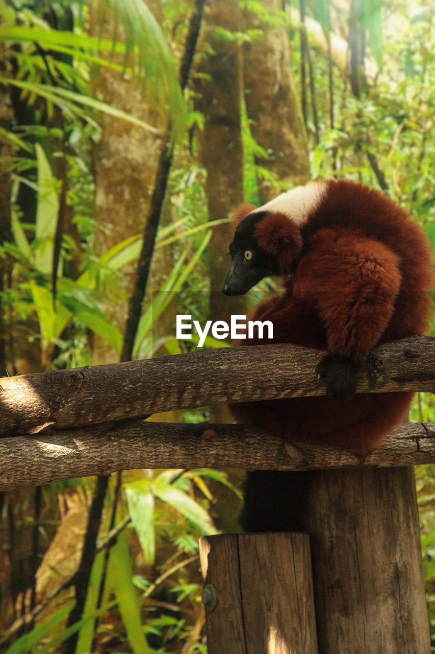 Red ruffed lemur varecia rubra perches on a tree limb and snacks on fruit. 