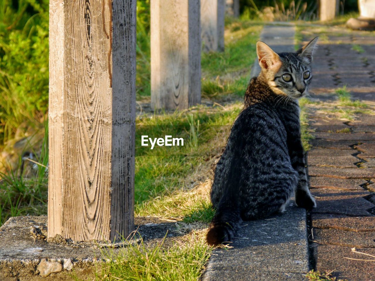 PORTRAIT OF CAT AGAINST TREES