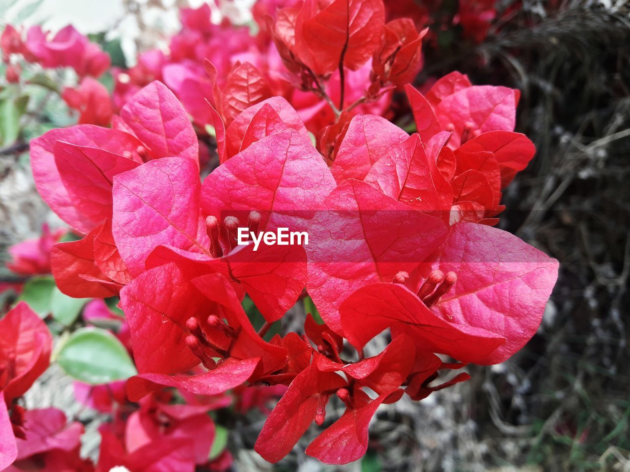 CLOSE-UP OF WET RED FLOWERS