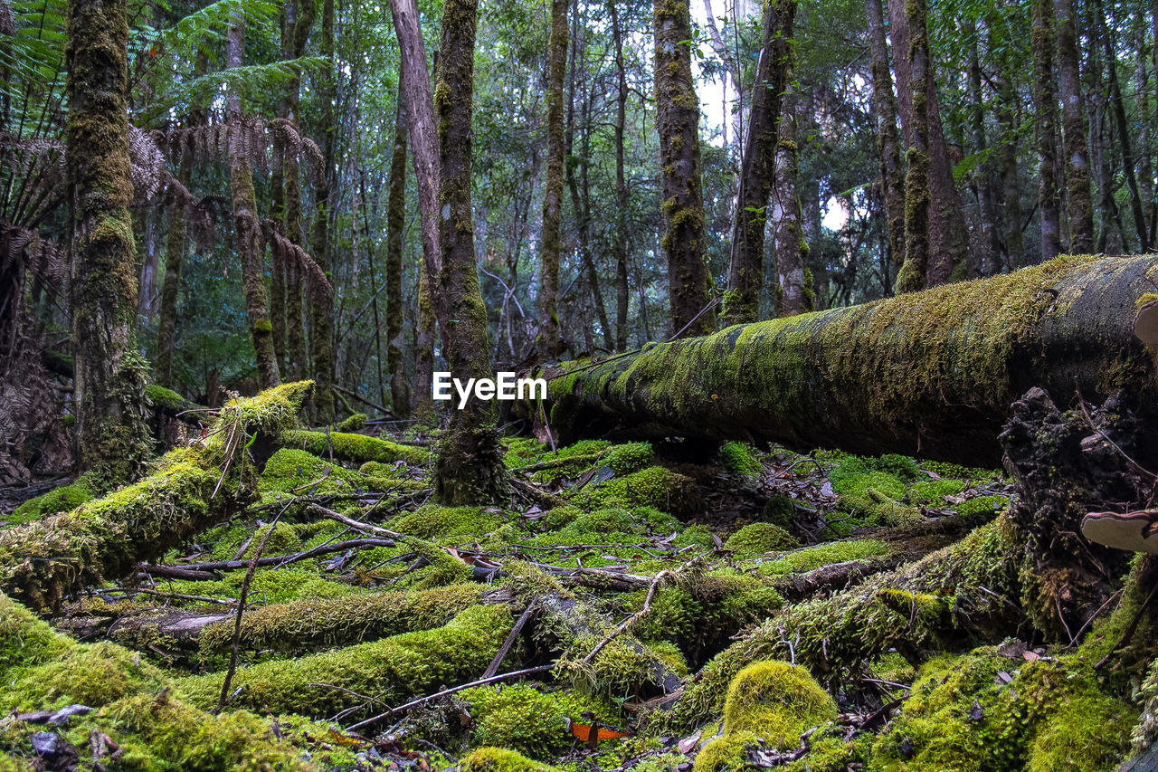 TREES AND PLANTS IN FOREST