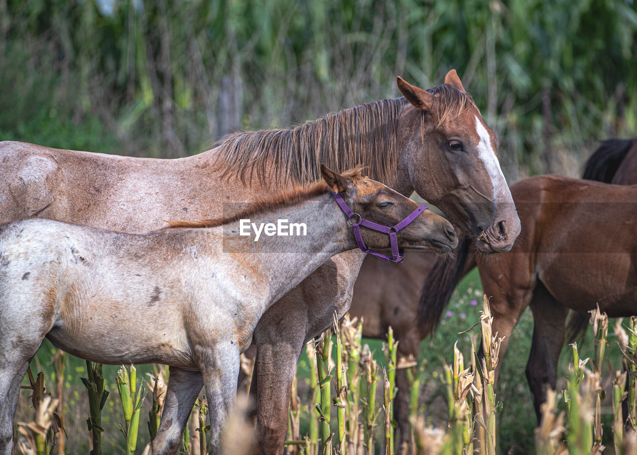 close-up of horse standing on field