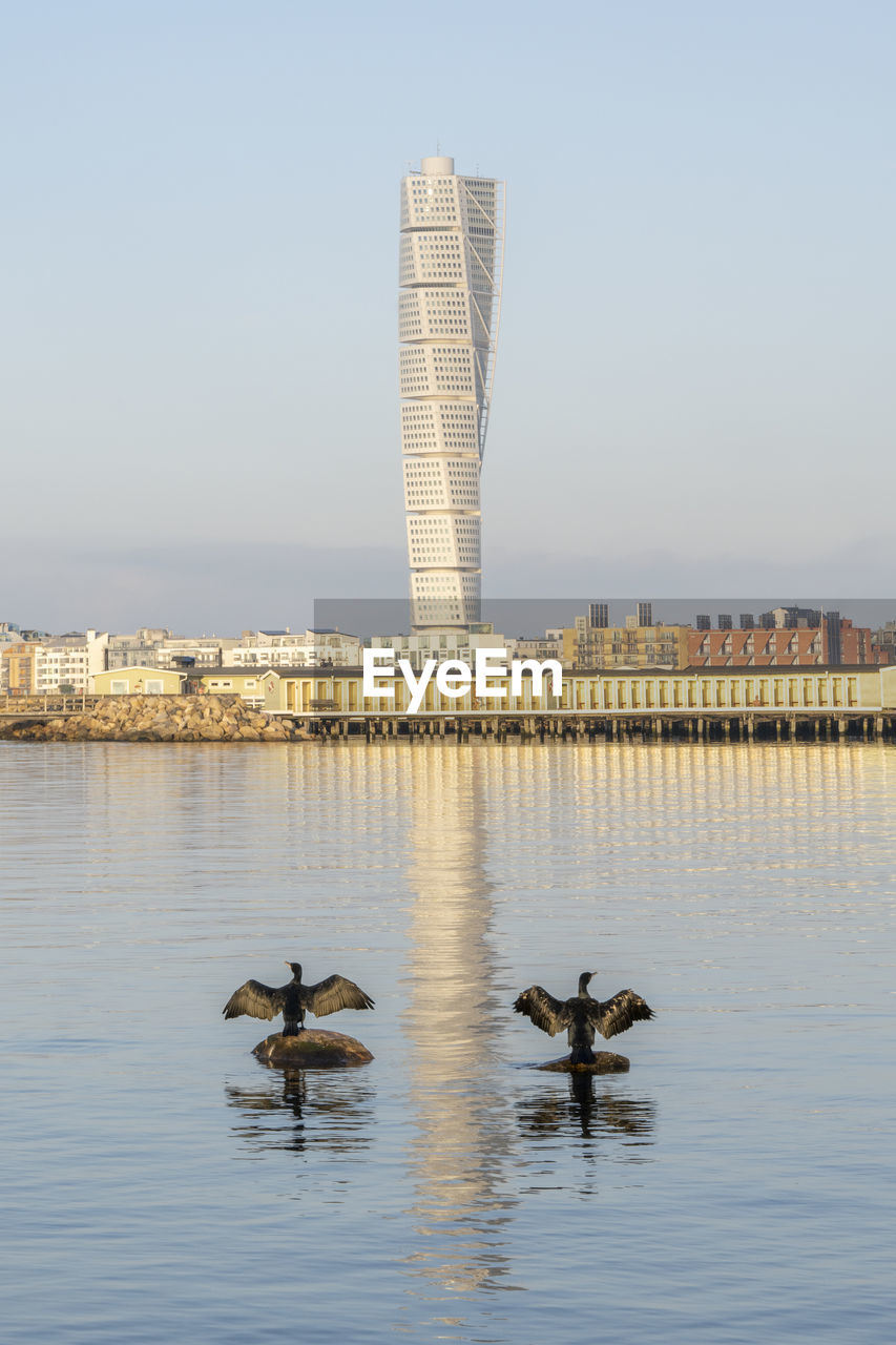 Sweden, skane county, malmo, two cormorants standing on stones on shore of sound strait with turning torso skyscraper in background