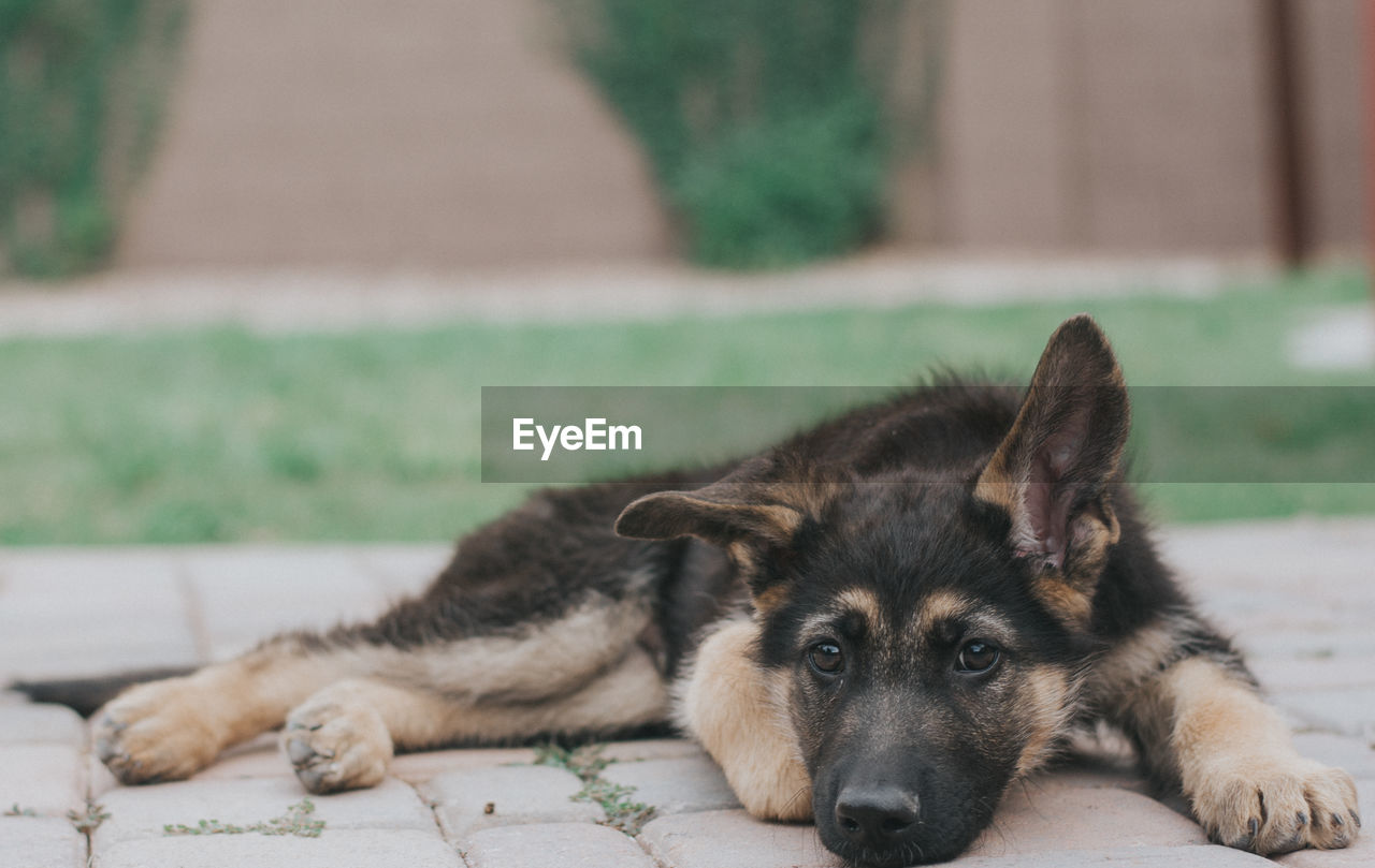 Adorable german shepherd puppy lying down with one ear standing.