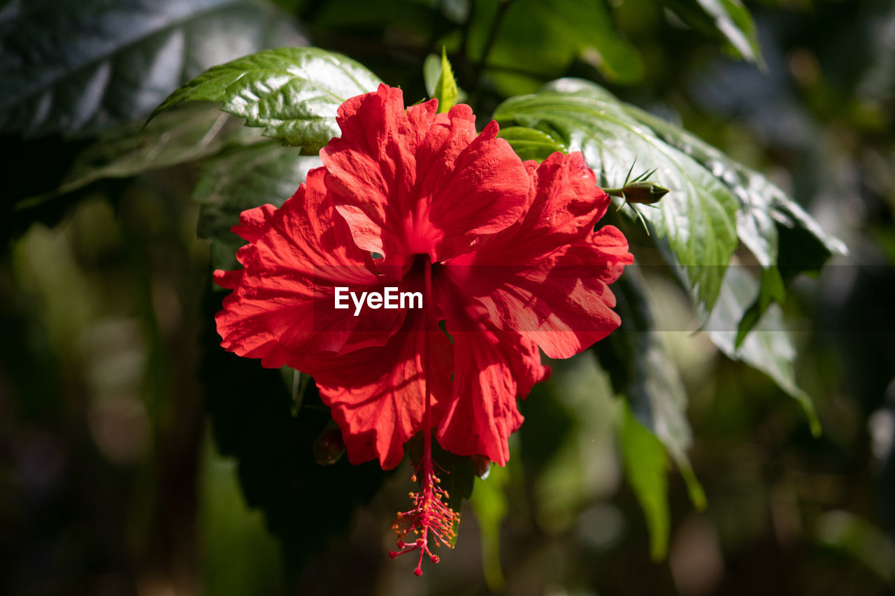 flower, flowering plant, plant, red, beauty in nature, freshness, petal, nature, flower head, inflorescence, hibiscus, macro photography, close-up, leaf, fragility, blossom, plant part, outdoors, no people, growth, multi colored, botany, green, summer