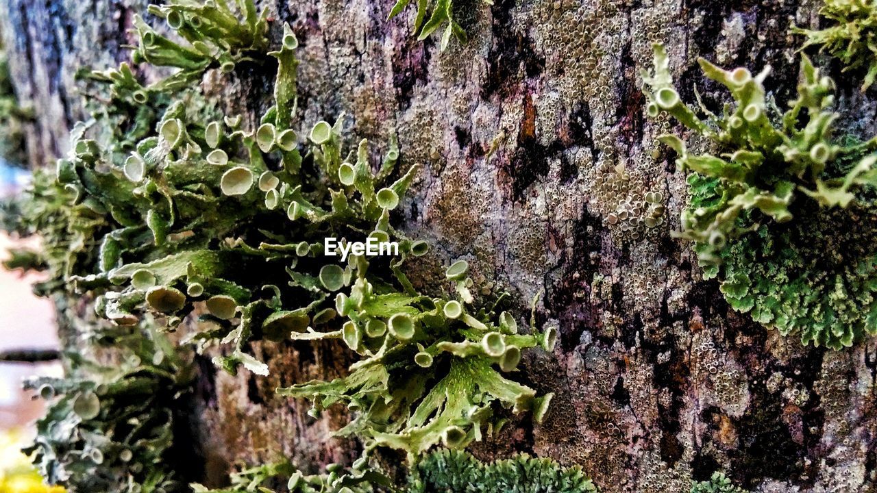 Close-up of lichen growing on tree trunk