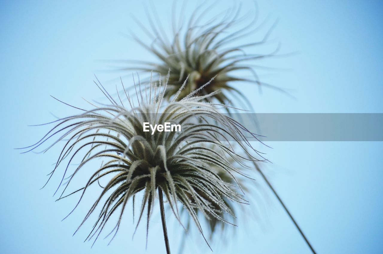 CLOSE-UP OF DANDELION AGAINST SKY