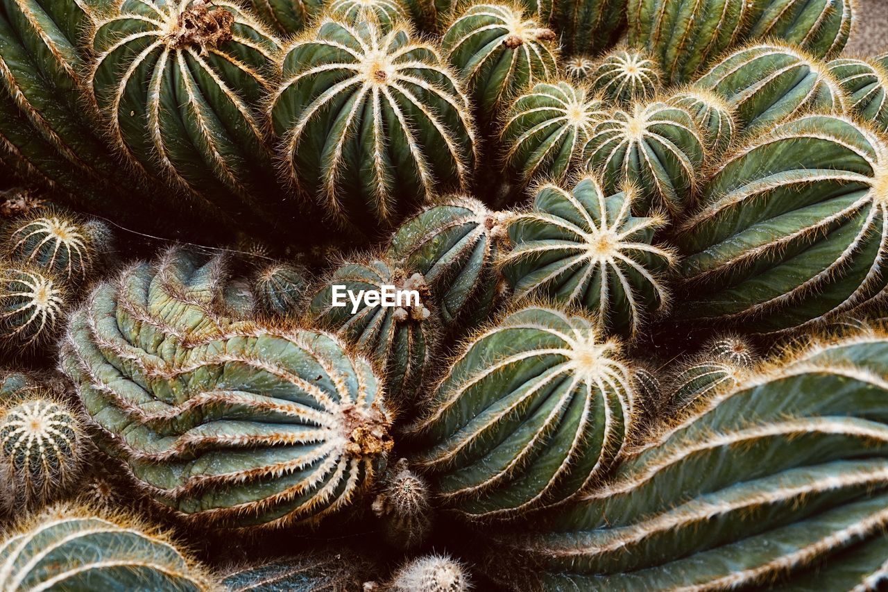 Full frame shot of succulents/cactus