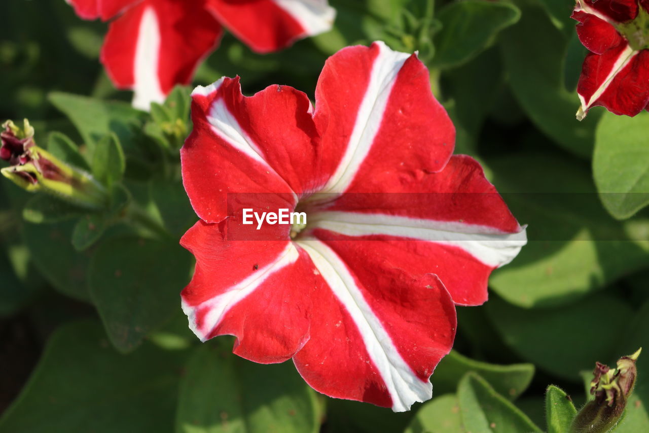 CLOSE-UP OF RED FLOWER