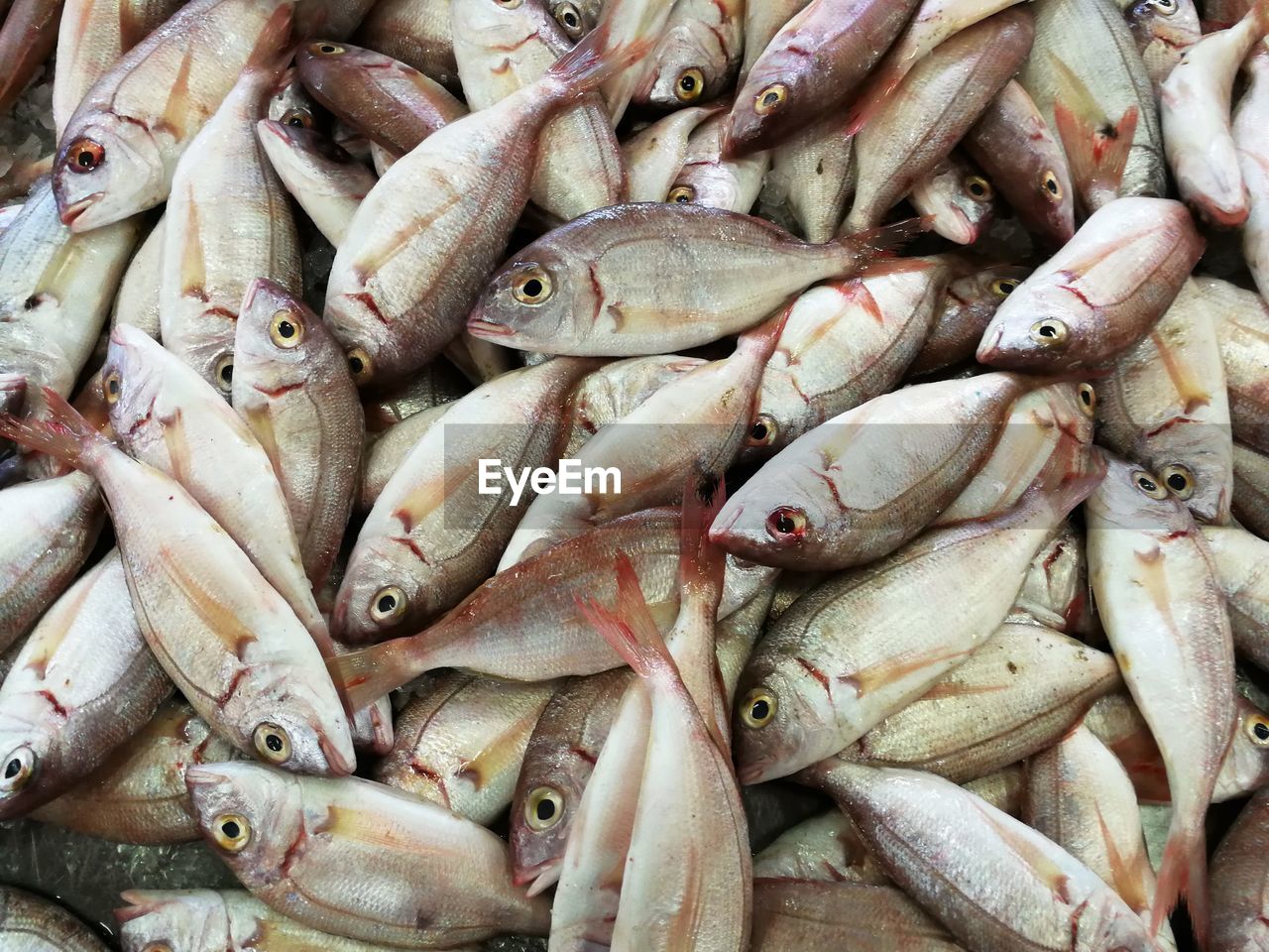 Close up of fish in fish market