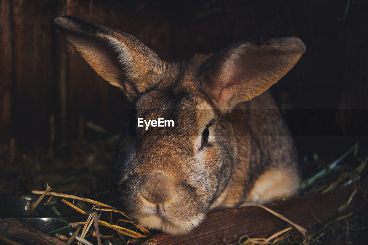 Close-up of a resting rabbit