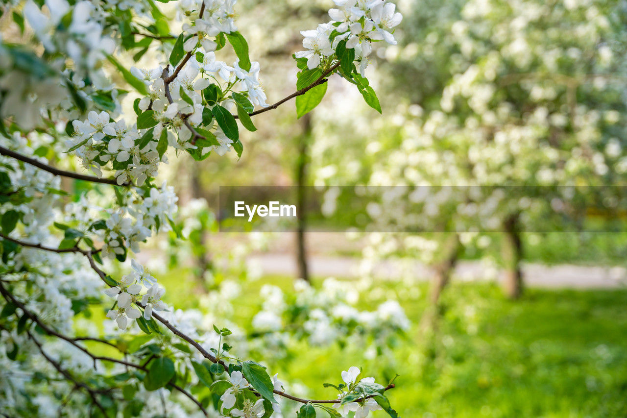 plant, green, tree, branch, blossom, sunlight, beauty in nature, nature, growth, flower, flowering plant, freshness, springtime, leaf, woodland, plant part, no people, outdoors, environment, spring, fragility, focus on foreground, produce, day, land, summer, tranquility, landscape, fruit tree, food and drink, selective focus, shrub, food, field, agriculture, autumn, garden, apple tree, meadow, environmental conservation, grass, rural scene, backgrounds, white, forest, close-up