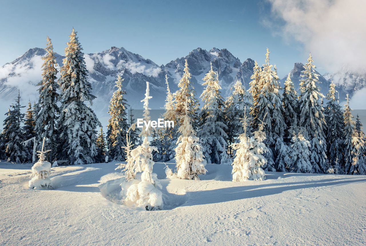 snow, winter, cold temperature, tree, scenics - nature, landscape, environment, nature, plant, beauty in nature, sky, pine tree, forest, mountain, coniferous tree, land, tranquil scene, pinaceae, mountain range, tranquility, pine woodland, frozen, non-urban scene, no people, white, blue, piste, cloud, woodland, sunlight, panoramic, snowcapped mountain, day, outdoors, travel destinations, wilderness, idyllic, spruce tree, ice, evergreen tree, travel, wilderness area, polar climate, remote