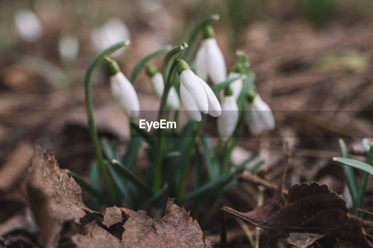 plant, flower, snowdrop, flowering plant, nature, beauty in nature, freshness, growth, white, no people, close-up, land, fragility, plant part, leaf, outdoors, petal, vegetable, food, day, springtime, flower head, soil, botany, selective focus