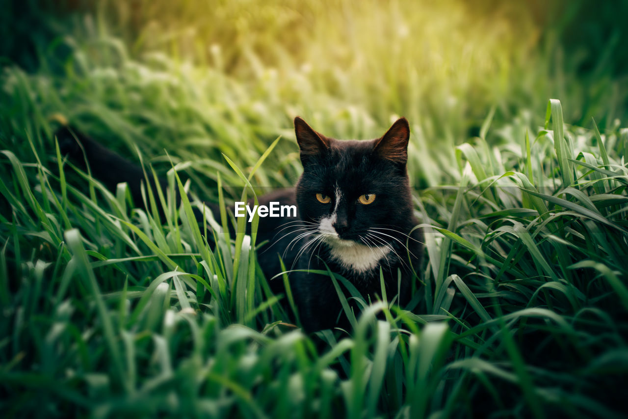 PORTRAIT OF CAT ON GRASS FIELD