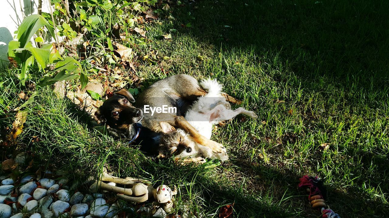 DOG LYING DOWN ON GREEN LEAVES
