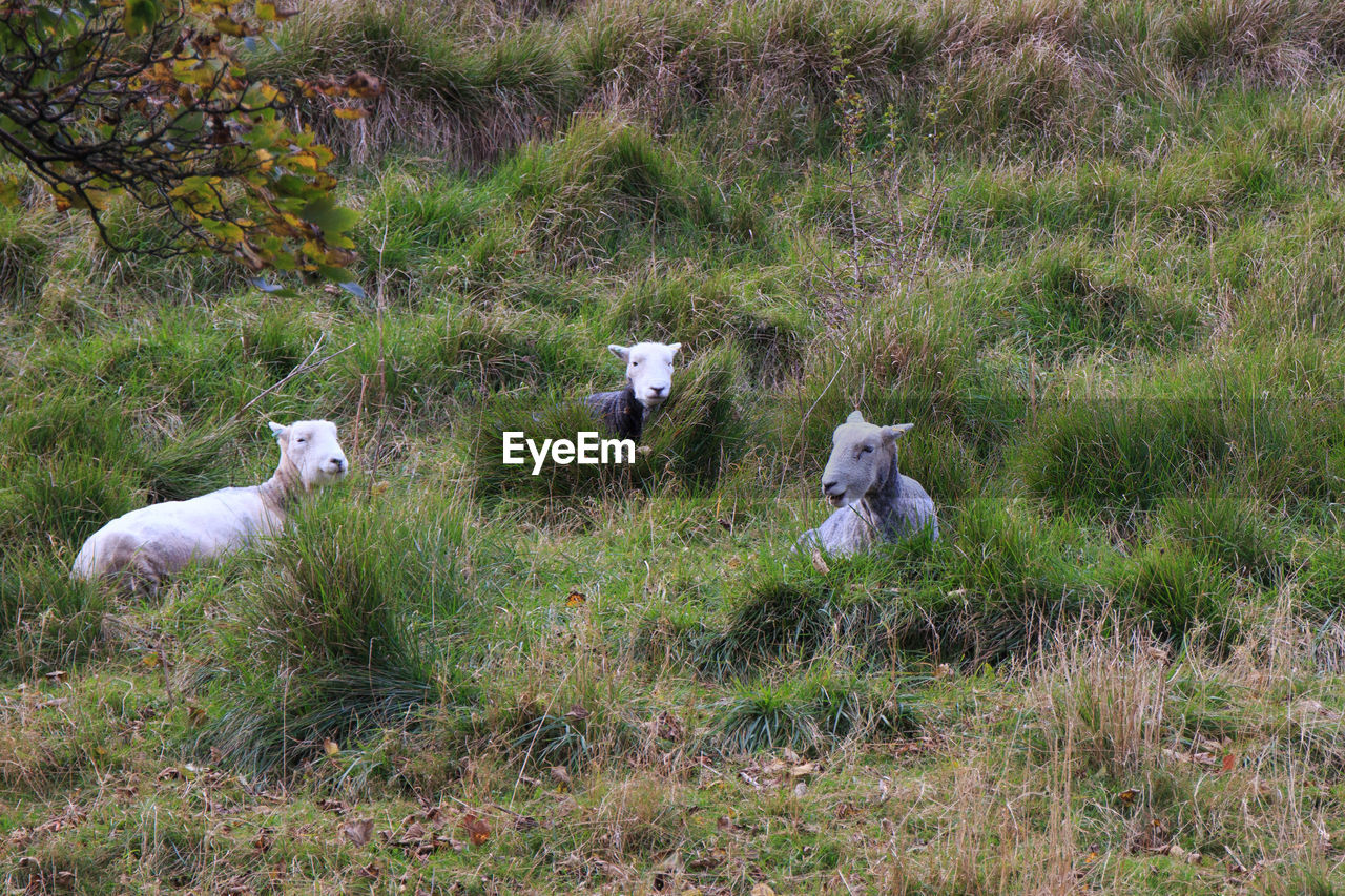 VIEW OF TWO SHEEP ON FIELD