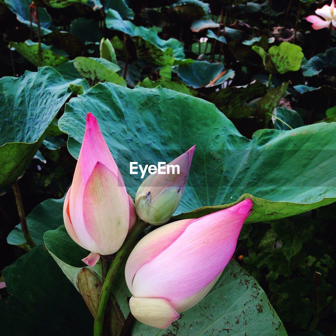 Close-up of fresh closed lotus flower buds