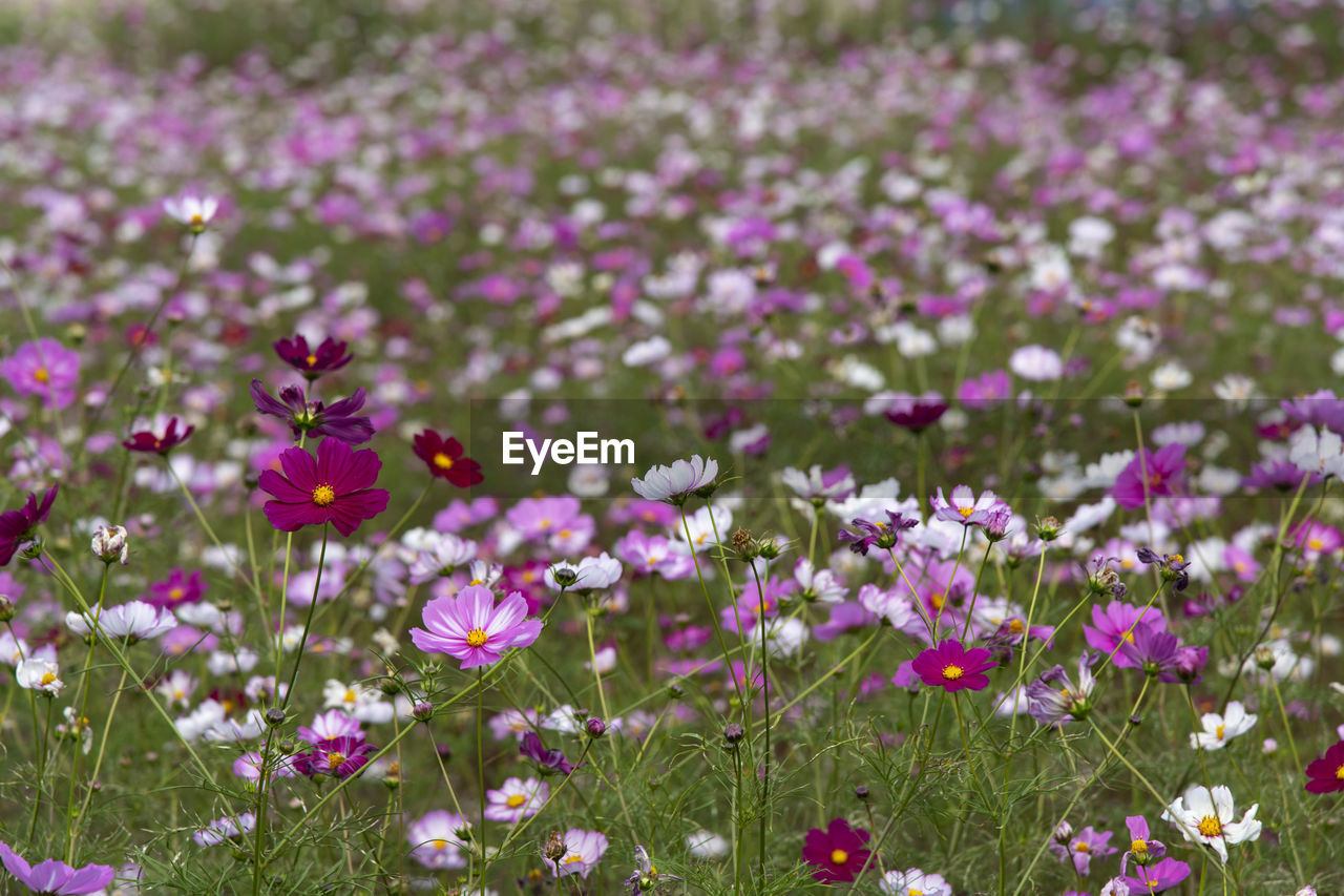 Close-up of pink cosmos flowers on field