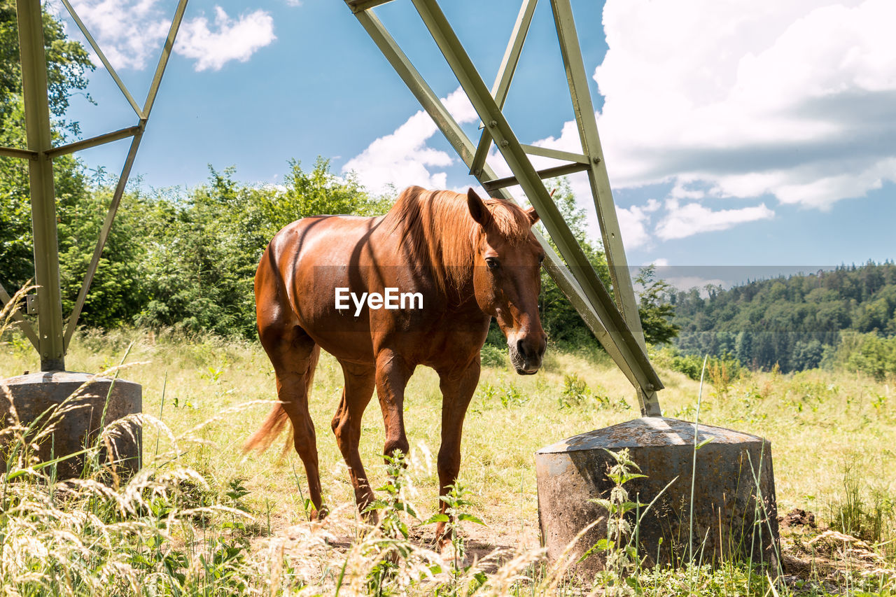 HORSE STANDING ON FIELD