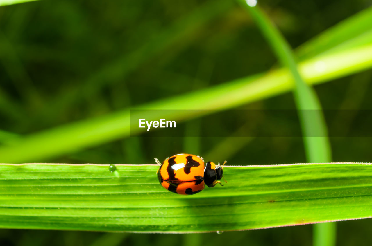 CLOSE-UP OF LADYBUG ON GRASS