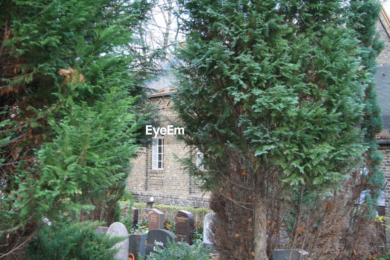 VIEW OF TREES ALONG BUILDING