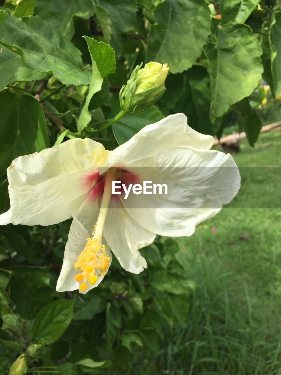 CLOSE-UP OF WHITE FLOWERS BLOOMING OUTDOORS