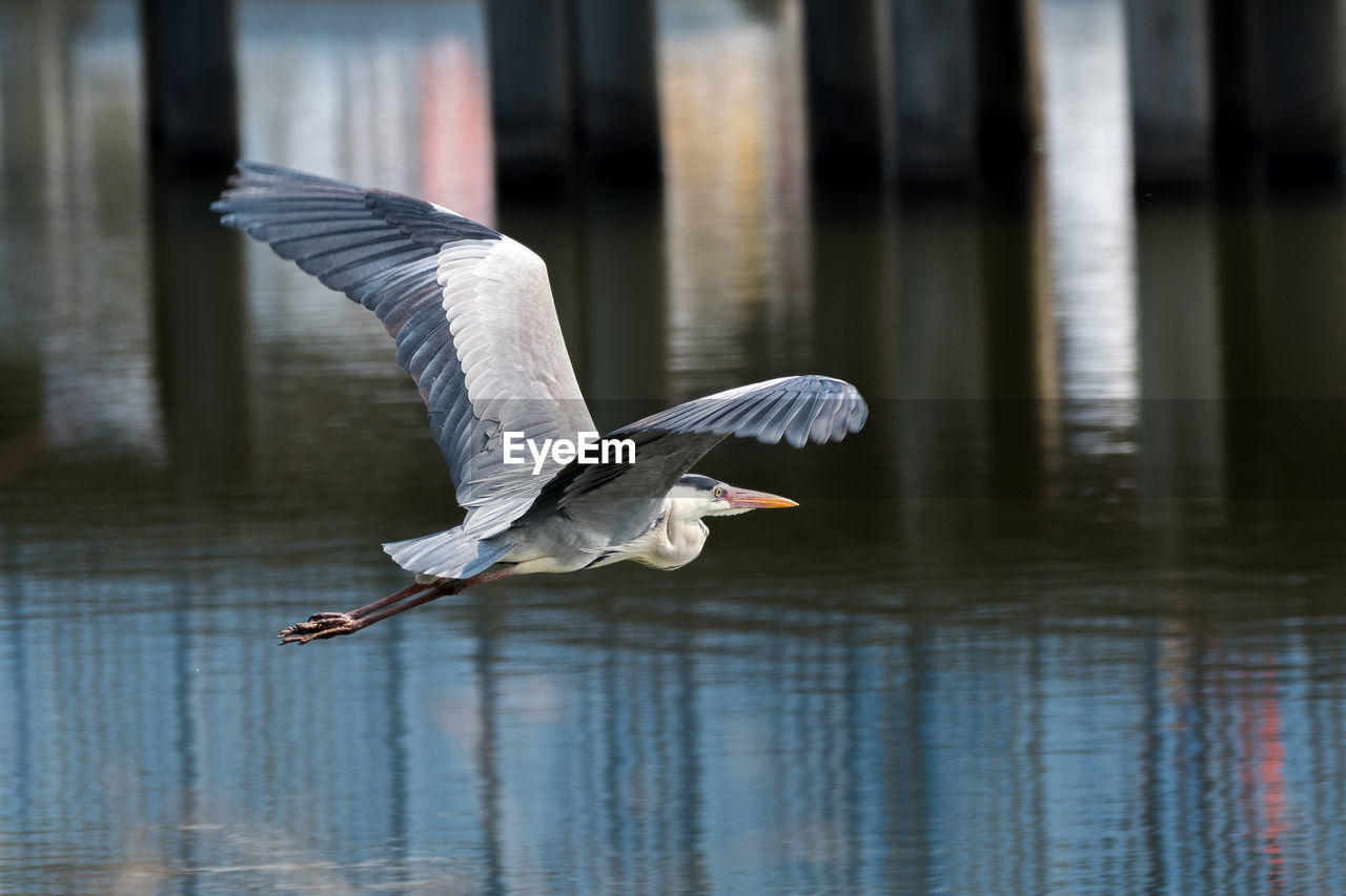 CLOSE-UP OF BIRDS FLYING OVER LAKE