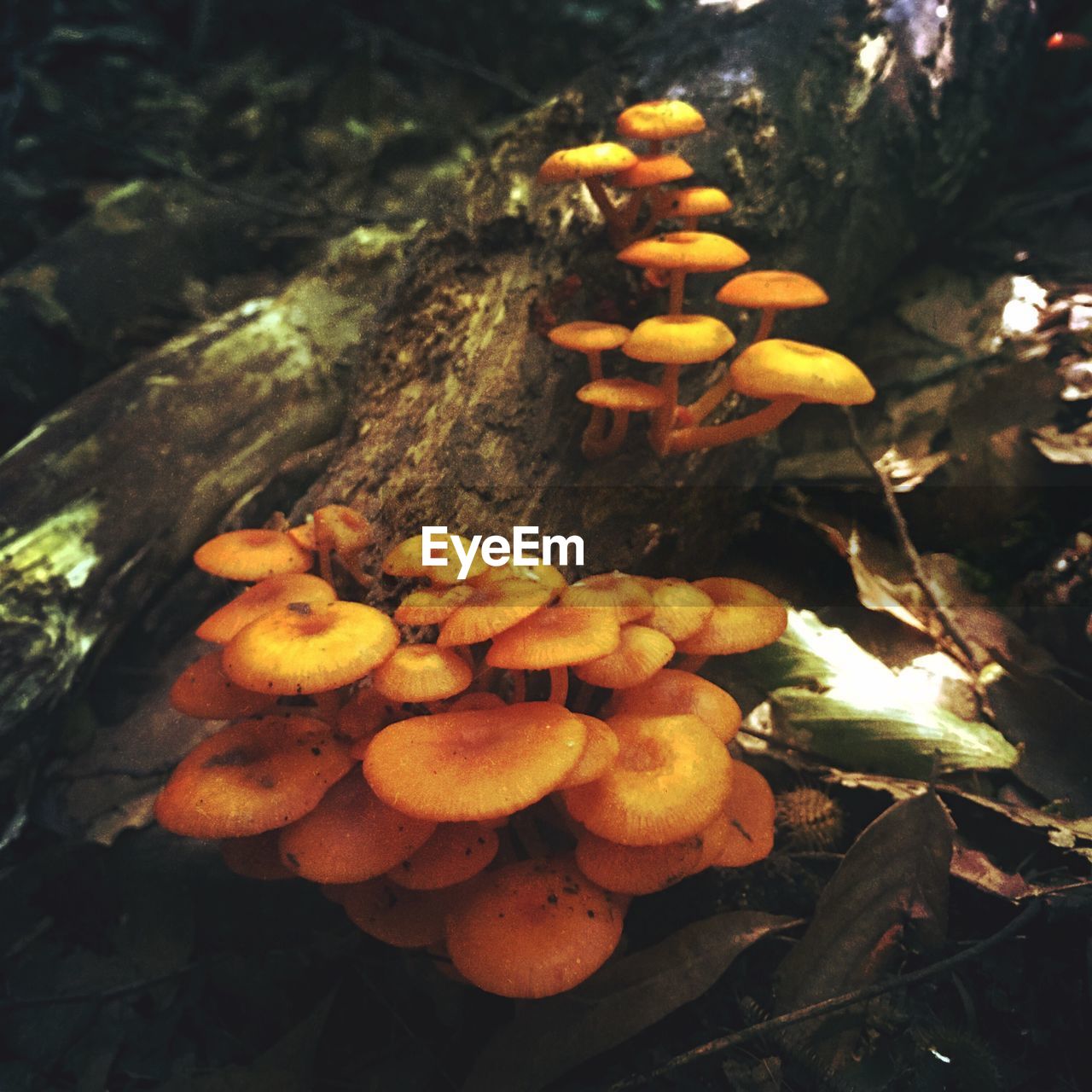 CLOSE-UP OF MUSHROOMS GROWING ON TREE TRUNK IN FOREST