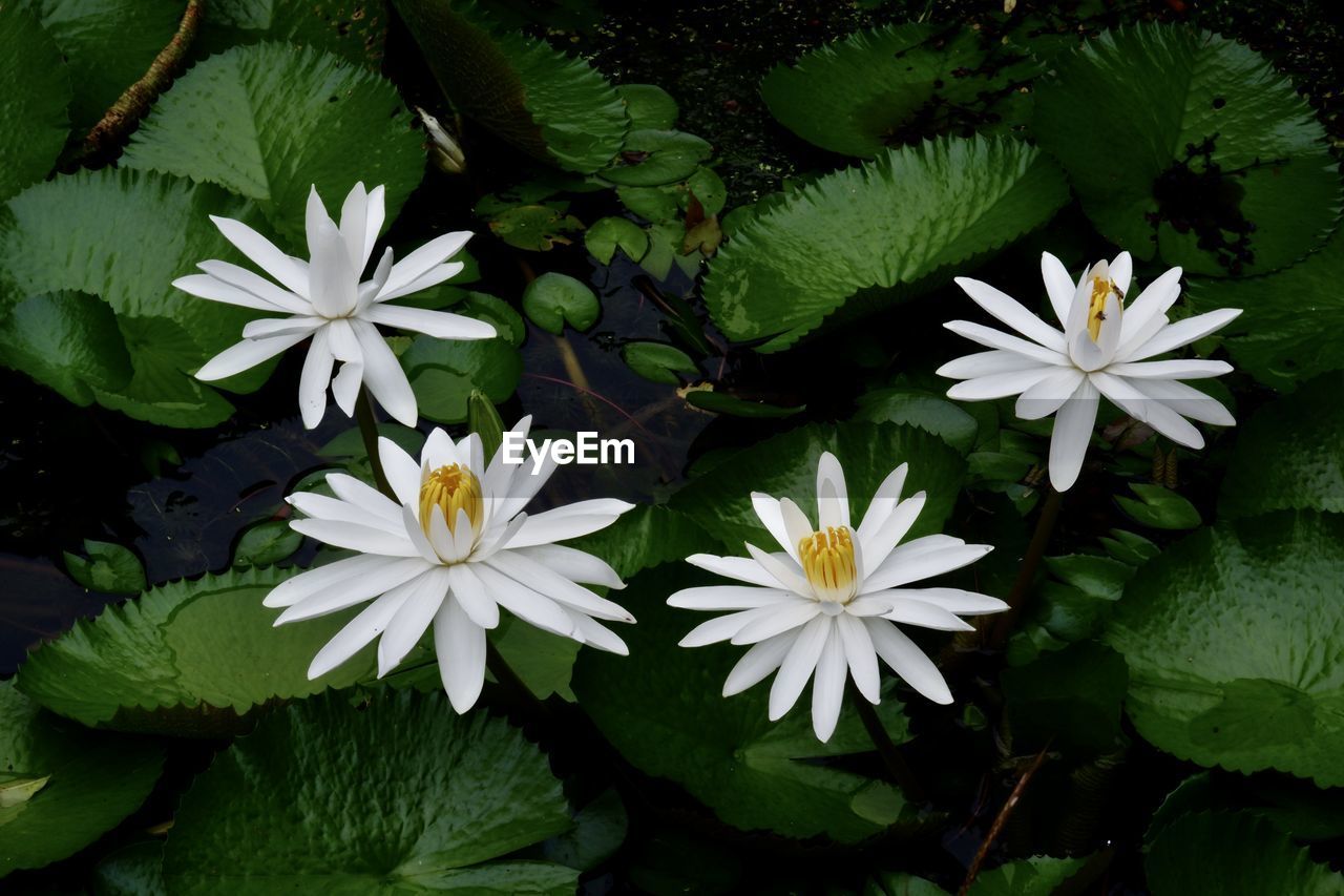 high angle view of white flowers