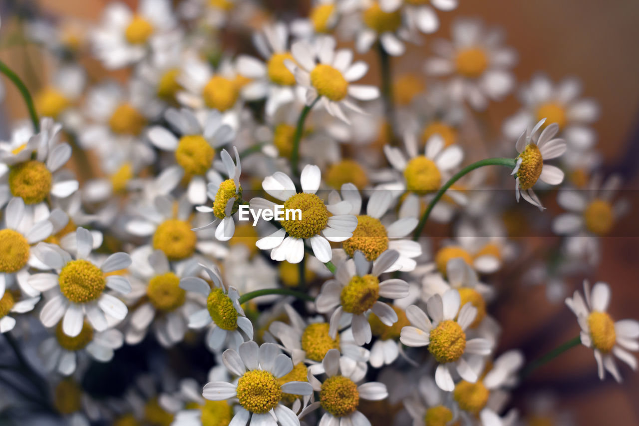 Close-up of daisies