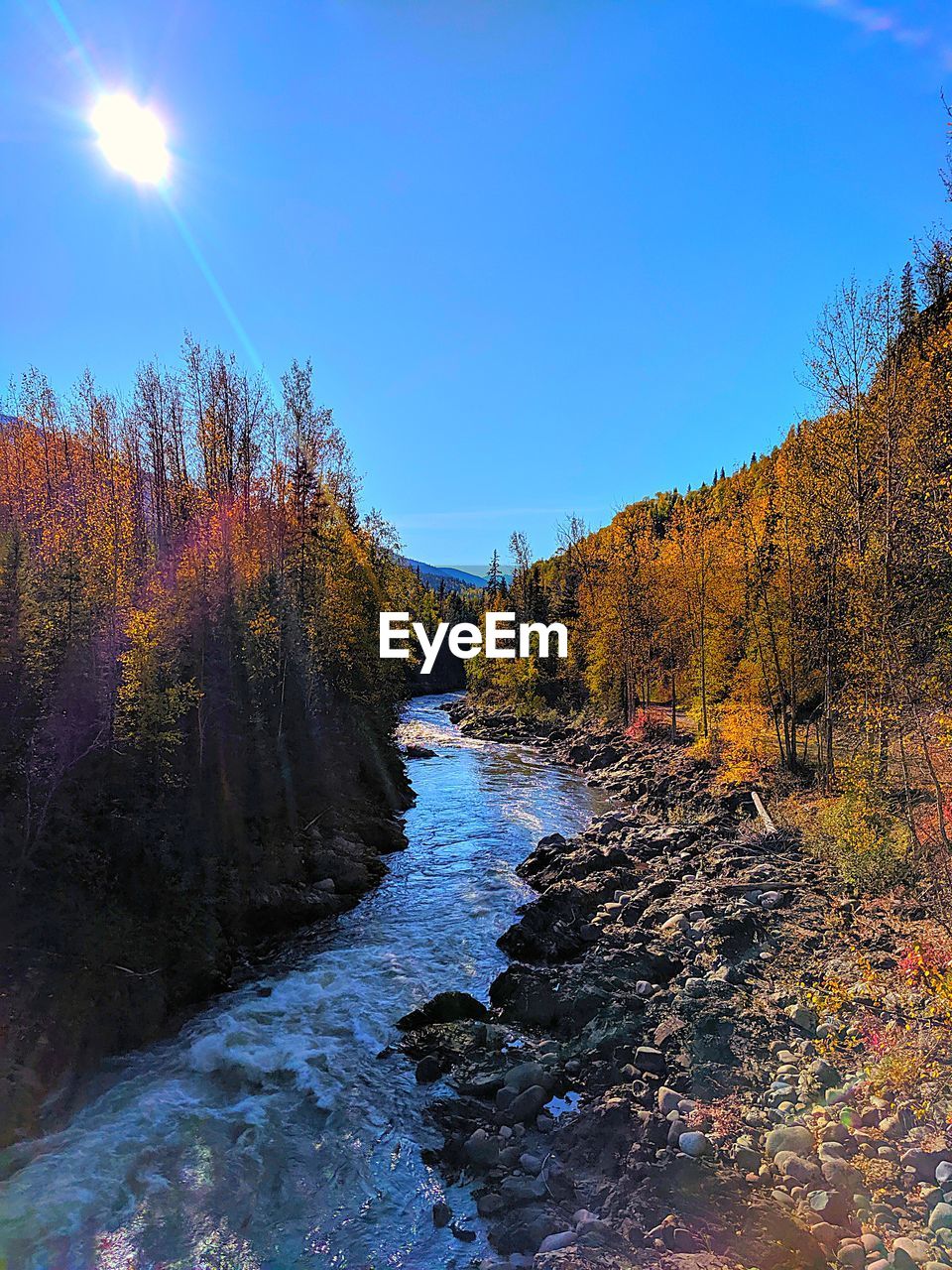 SCENIC VIEW OF STREAM AMIDST TREES DURING AUTUMN