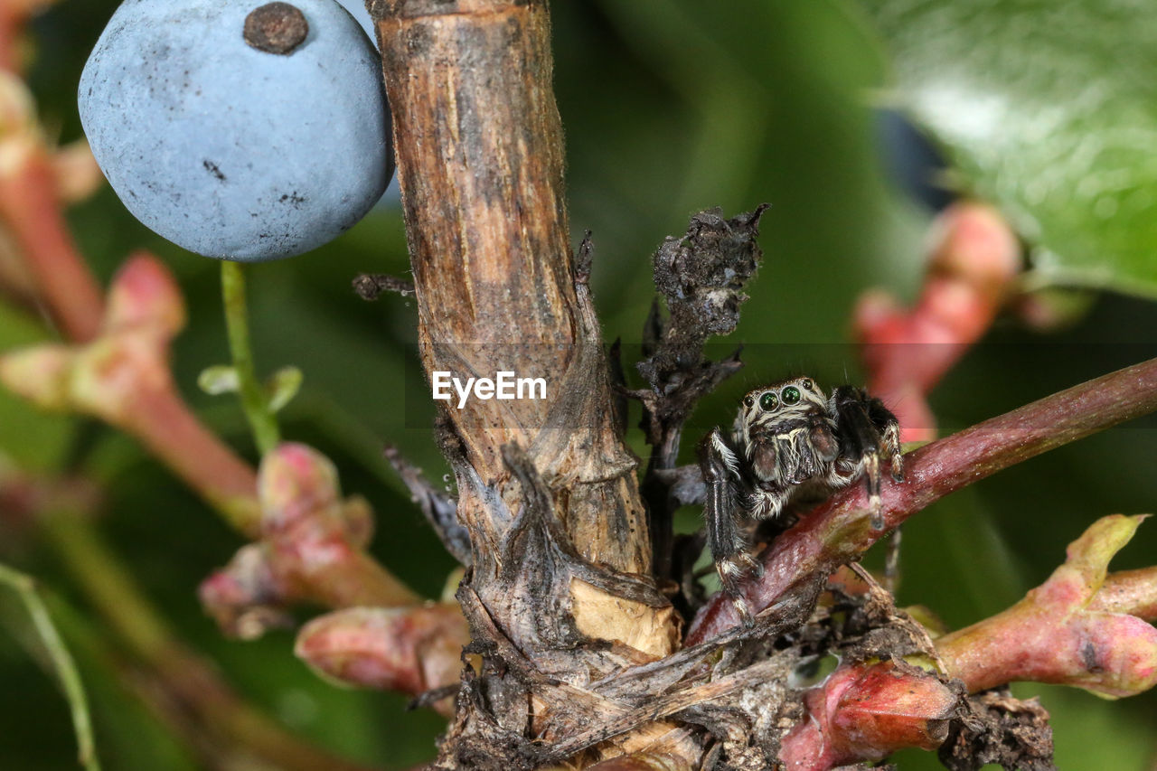 CLOSE-UP OF FRUIT TREE