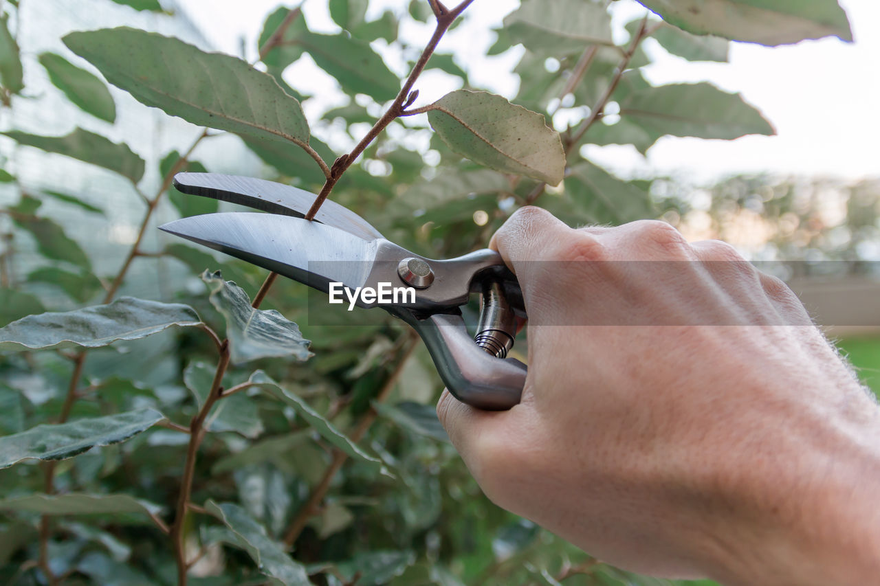 Cropped hand of man pruning plant