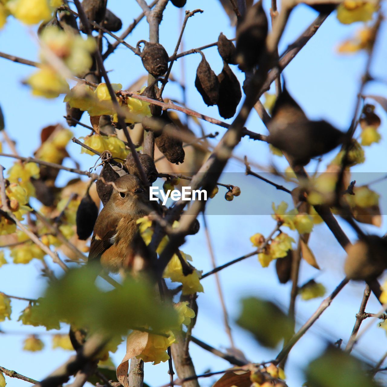 LOW ANGLE VIEW OF A TREE