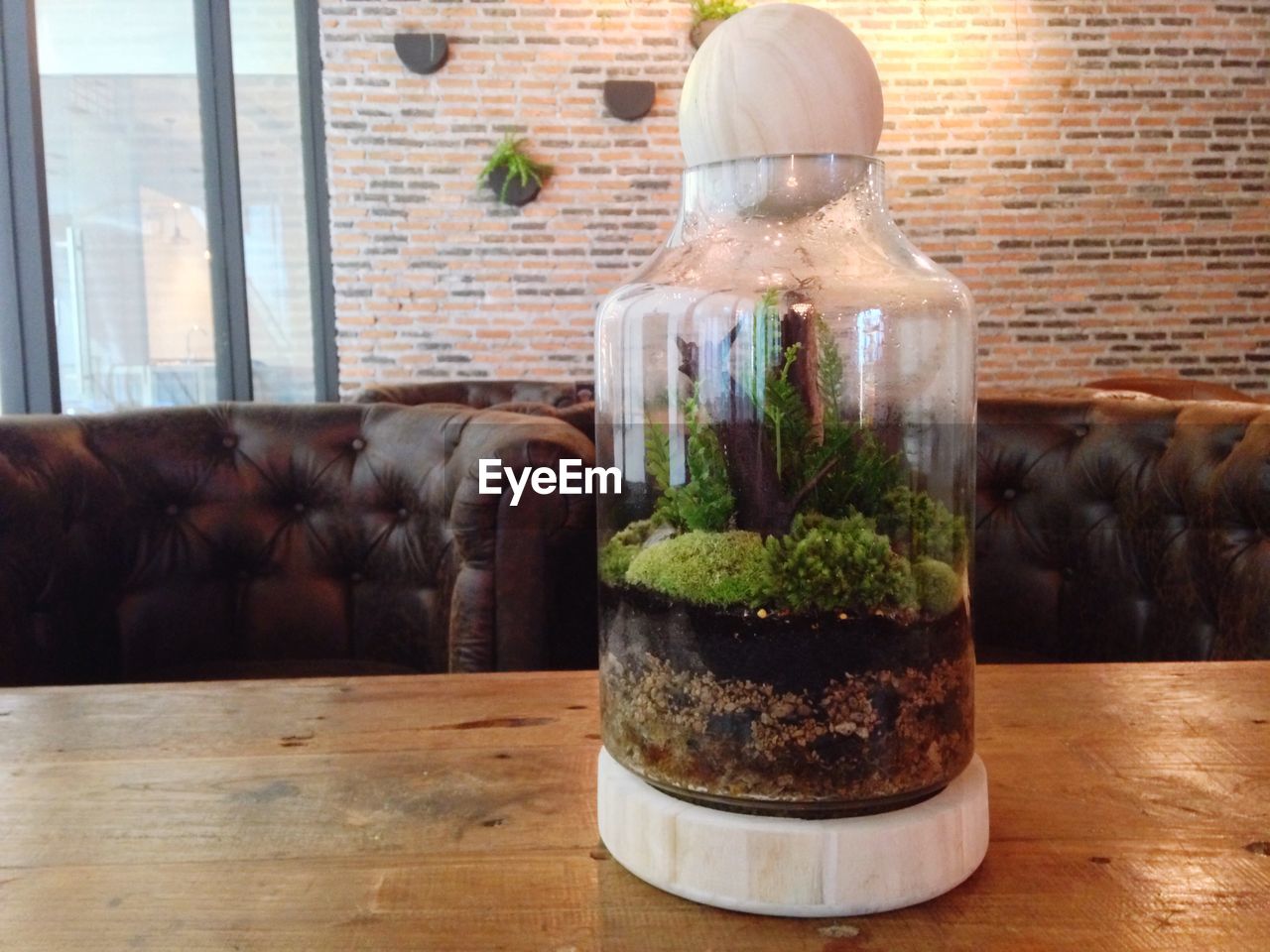 Close-up of plants in glass jar on table