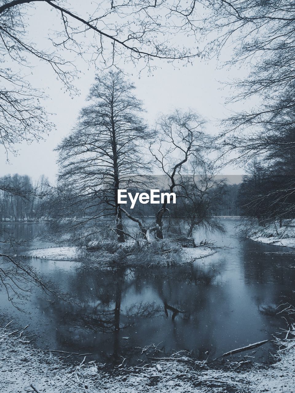 Trees and pond in winter