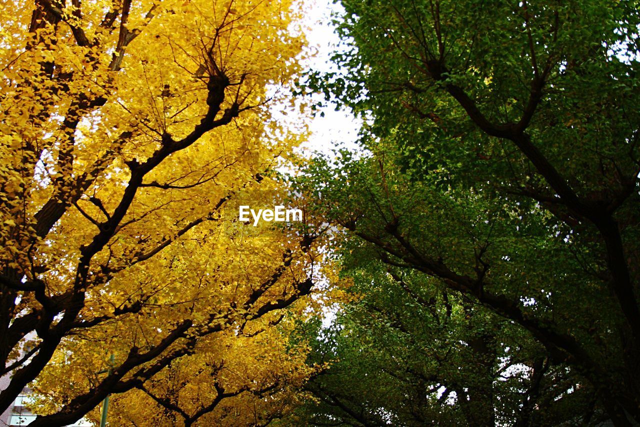 CLOSE-UP LOW ANGLE VIEW OF TREES