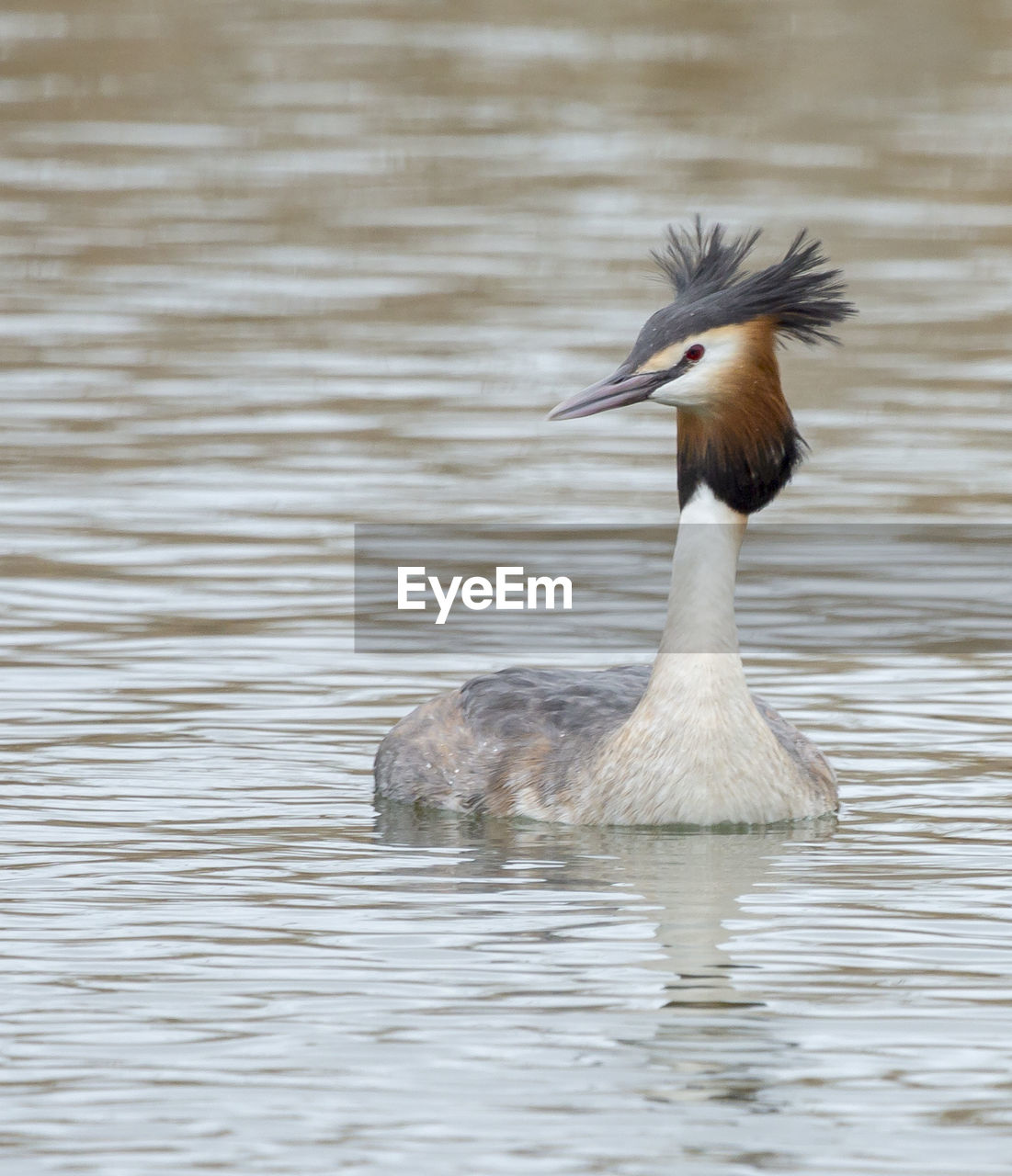 Close-up of great crested grebe in lake