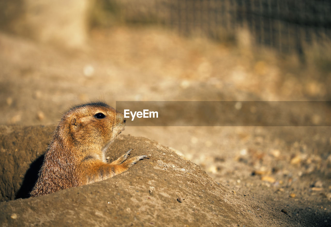 Close-up of prairie dog on footpath