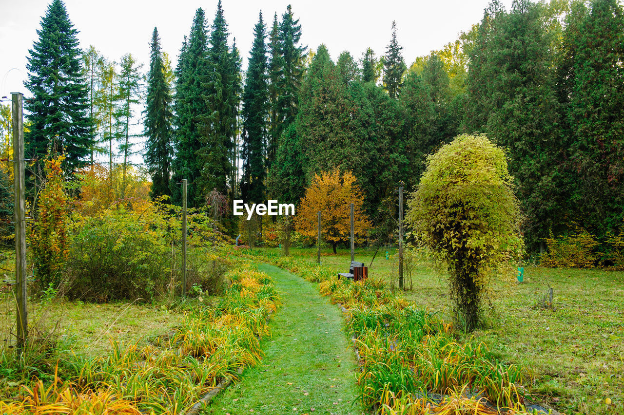 view of trees on field