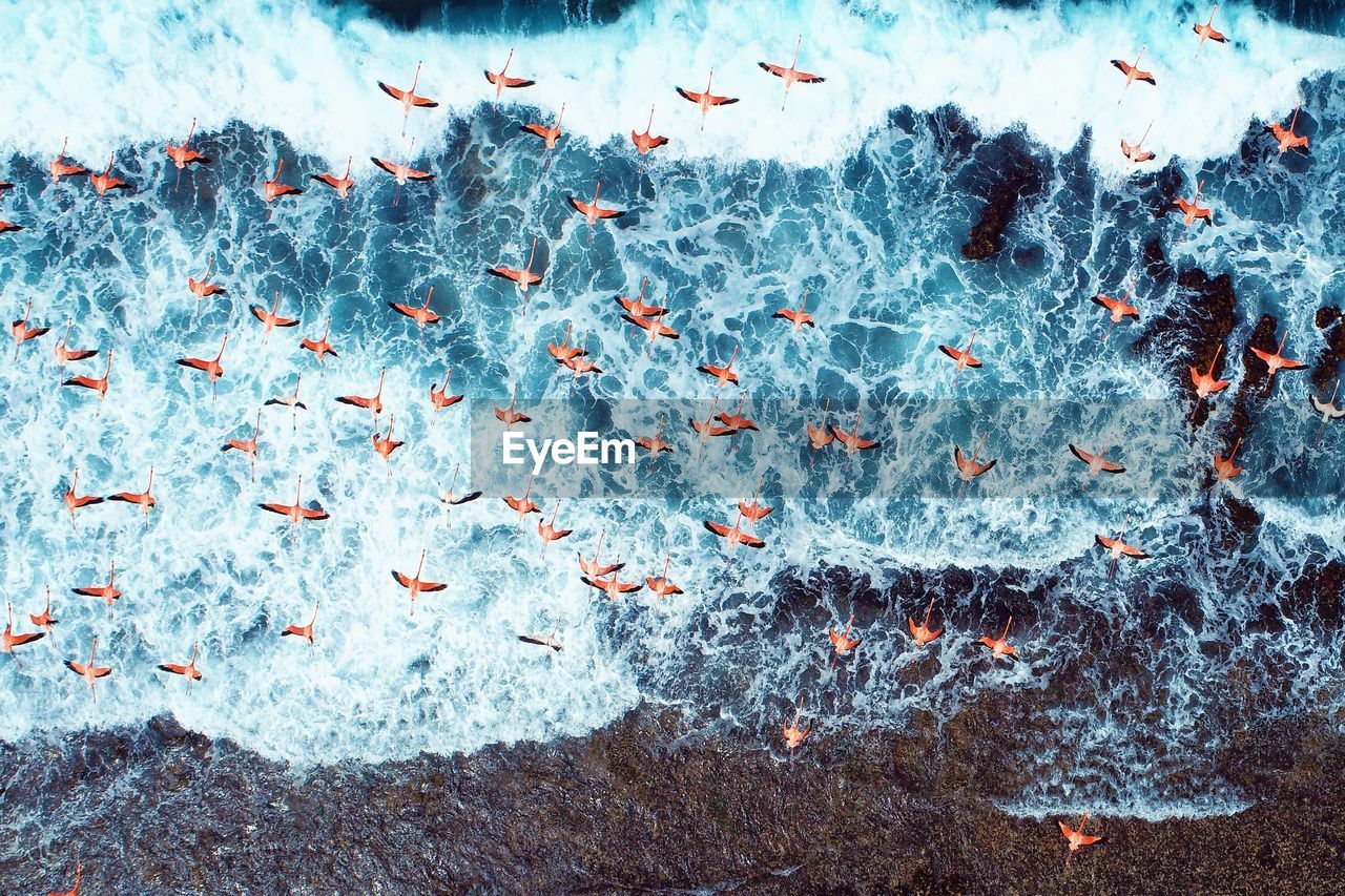 Aerial view of flamingos flying over sea
