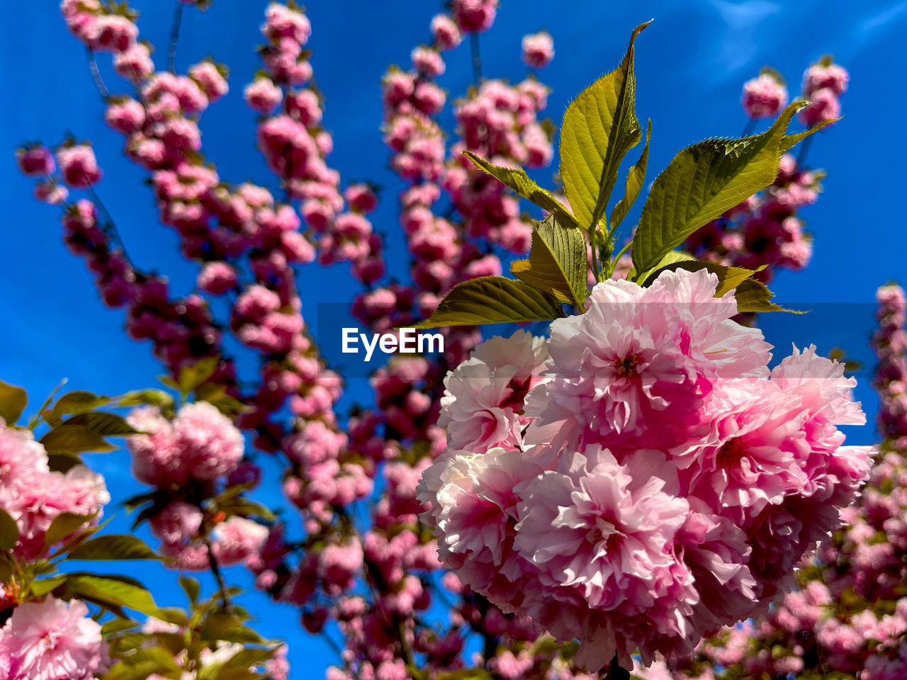 plant, flower, flowering plant, beauty in nature, freshness, pink, blossom, nature, fragility, growth, springtime, branch, blue, sky, tree, close-up, no people, spring, flower head, shrub, inflorescence, produce, botany, outdoors, petal, focus on foreground, day, low angle view, food, macro photography, food and drink, sunlight, clear sky