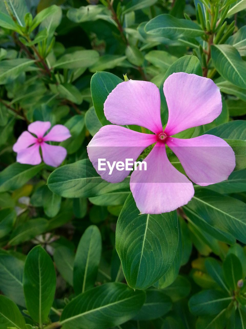 High angle view of periwinkles growing on field