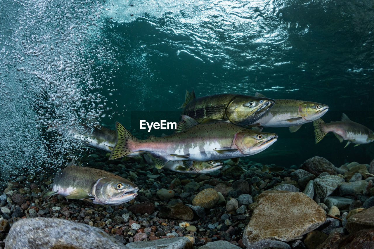 Pink salmon's run in rausu, hokkaido , japan